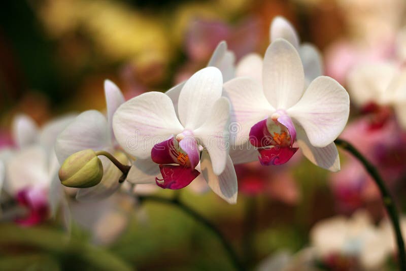 Phalaenopsis orchid