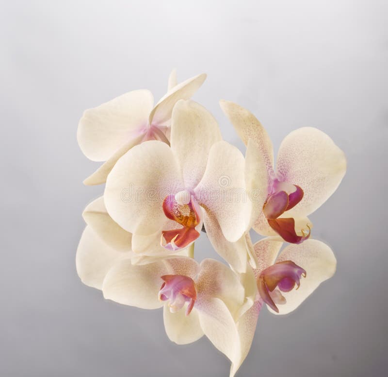 Orchid phalaenopsis flower