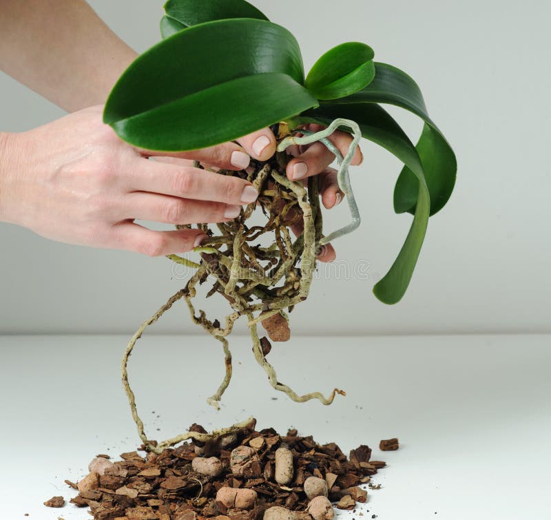Orchid Phalaenopsis Planting Soil Root And Moss Stock Image Image