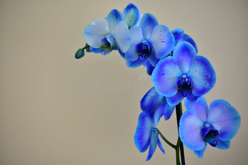 Orchid Phalaenopsis Royal Blue Stock Image - Image of plant, orchid:  143718853