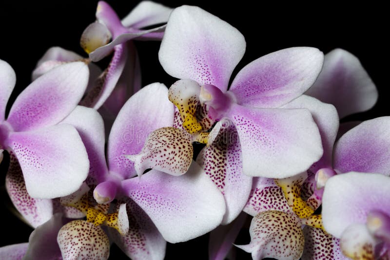 Orchid Phalenopsis mini white pink color on black background