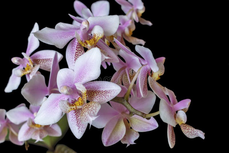 Orchid Phalenopsis mini white pink color on black background