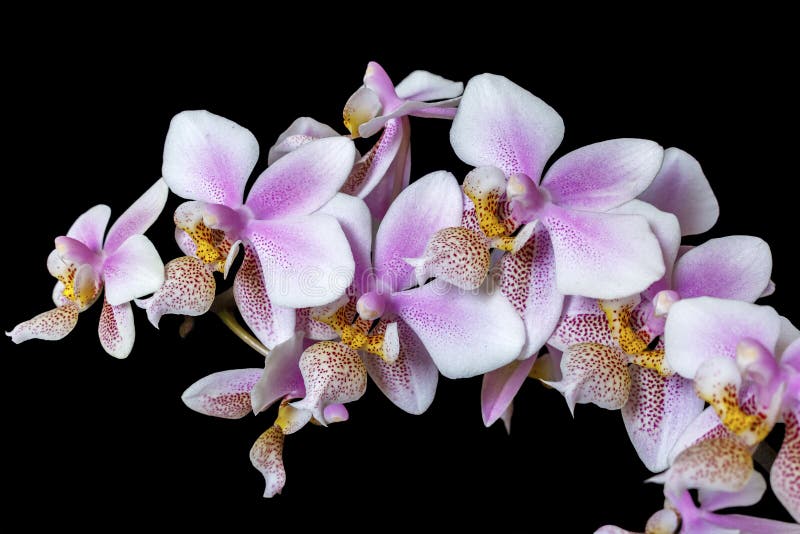 Orchid Phalenopsis mini white pink color on black background