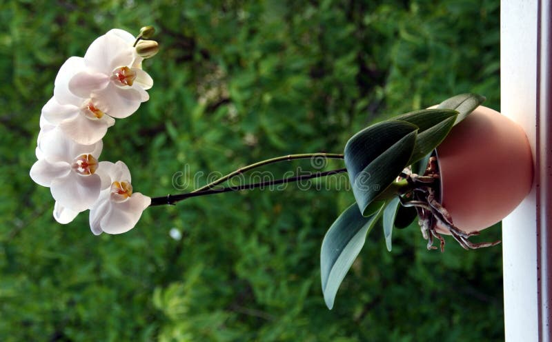 Orchid plant