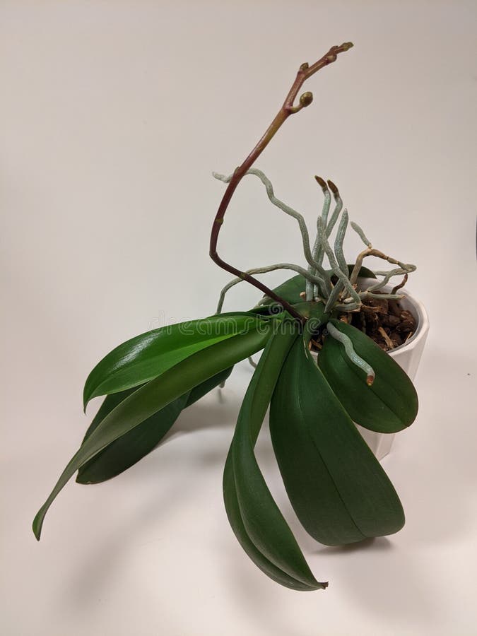 Orchid Plant with New Spike Growing Stock Image Image of food, growth