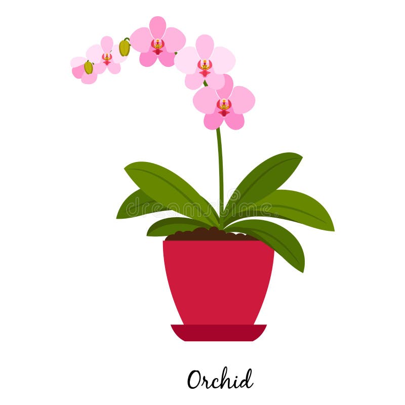 Orchid plant in pot