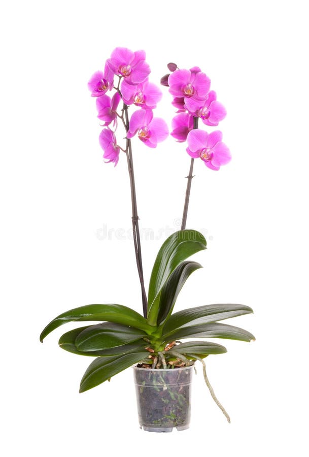 Orchid pot flower