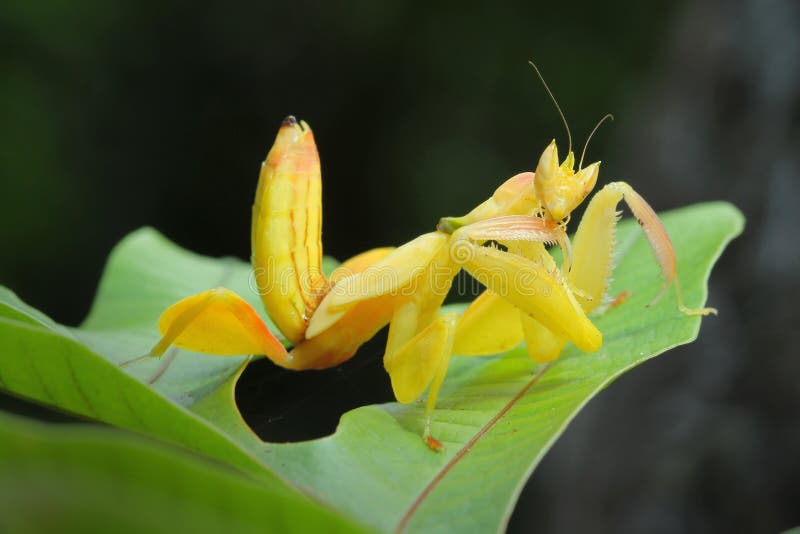 Yellow Orchid Preying Mantis in Thailand and Southeast Asia. Yellow Orchid Preying Mantis in Thailand and Southeast Asia.