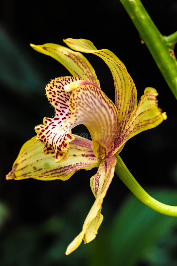 Orchid Profile stock image. Image of singular, flower 51596009
