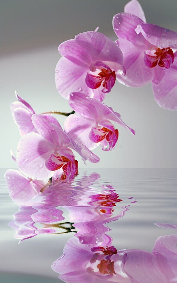 Orchid with reflection