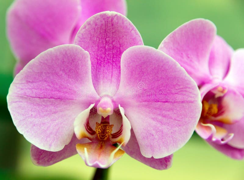 Orchid and Rose Petal Floral Arrangement Stock Image Image of bright