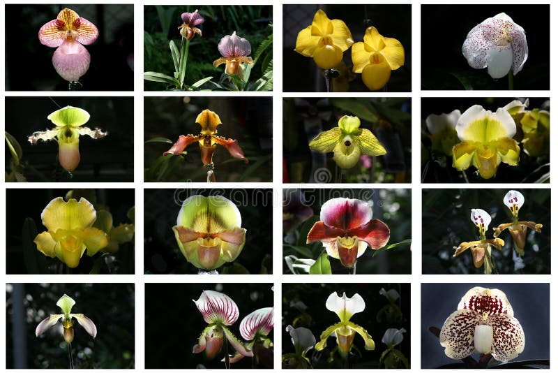 Orchid table