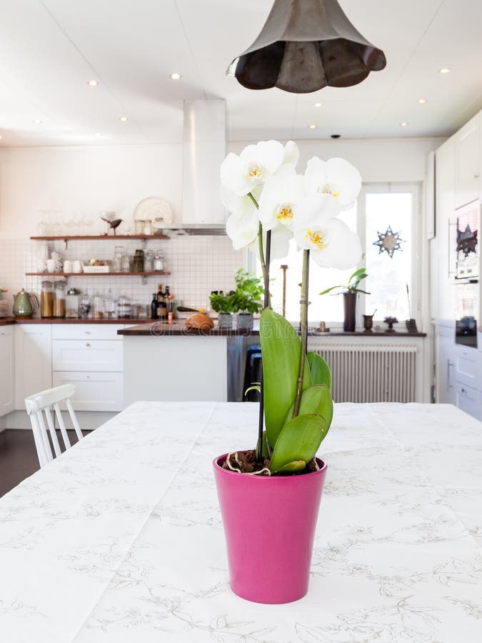 orchid at the table in the foreground kitchen blurred in the background royalty free stock photos orchid at the table in the foreground kitchen blurred in the background royalty free stock photos