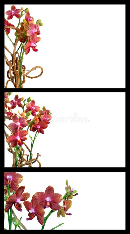 Orchid templates