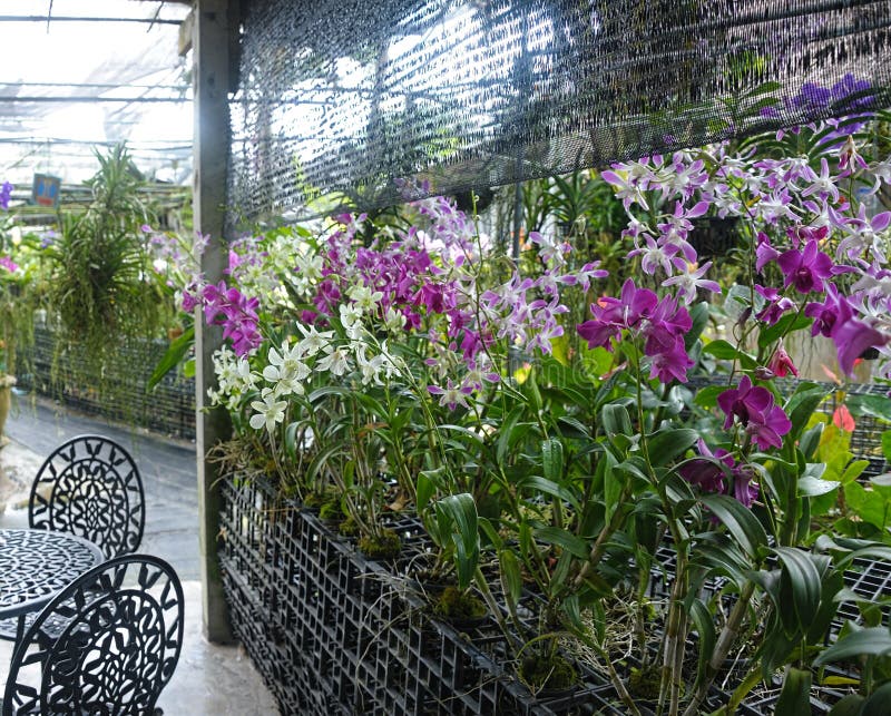 Orchid in Tropical Greenhouse Stock Photo Image of greenhouse