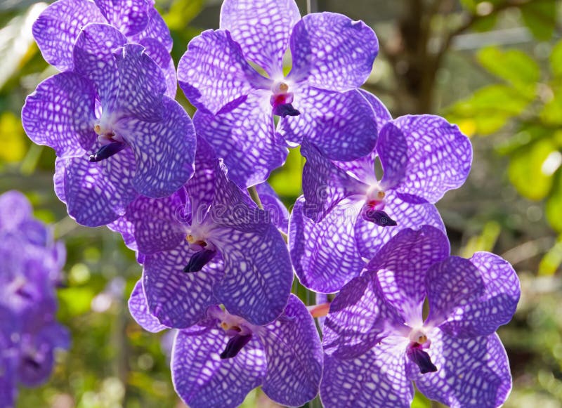 Orchid Vanda