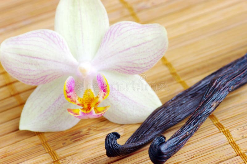 Orchid and Vanilla Beans with Clipping Path Stock Image Image of