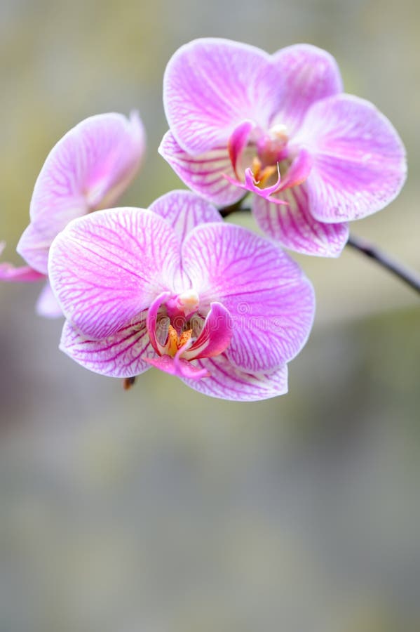 Orchid violet