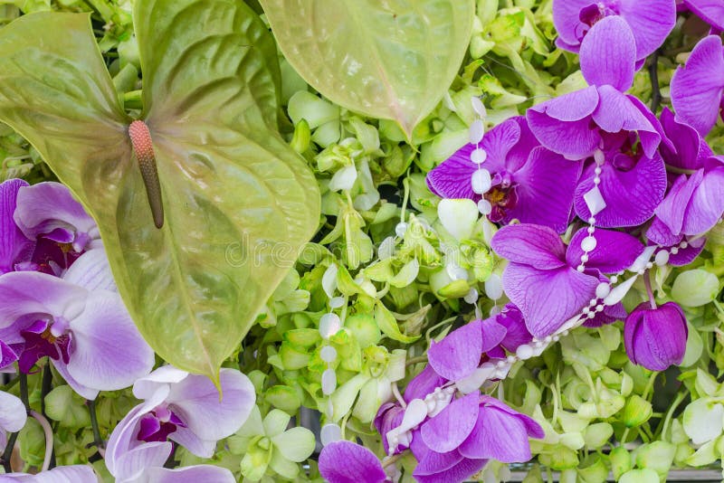 The Orchid are Well Known for the Many Structural Variations in Their