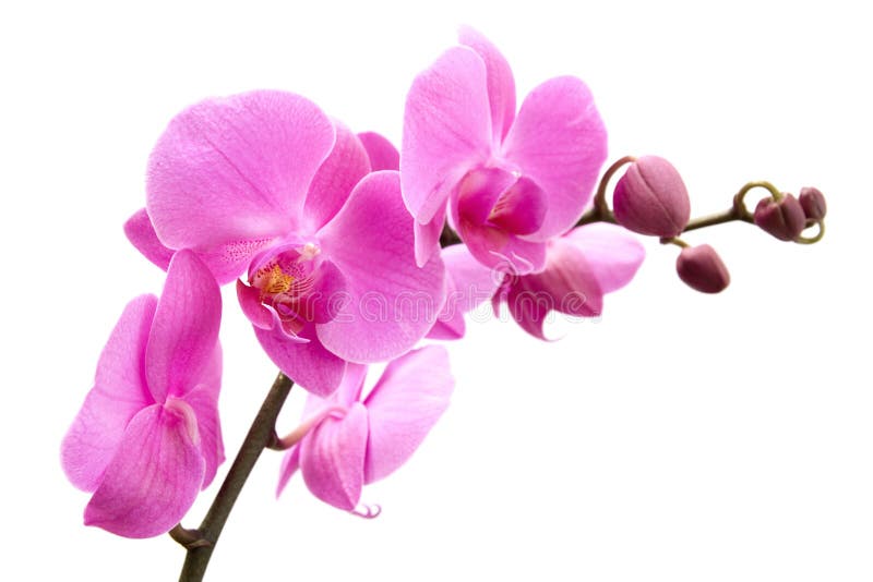 Orchid On White Background Royalty Free Stock Image Image 13199126