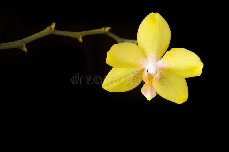 orchid κίτρινο στοκ φωτογραφία orchid κίτρινο στοκ φωτογραφία