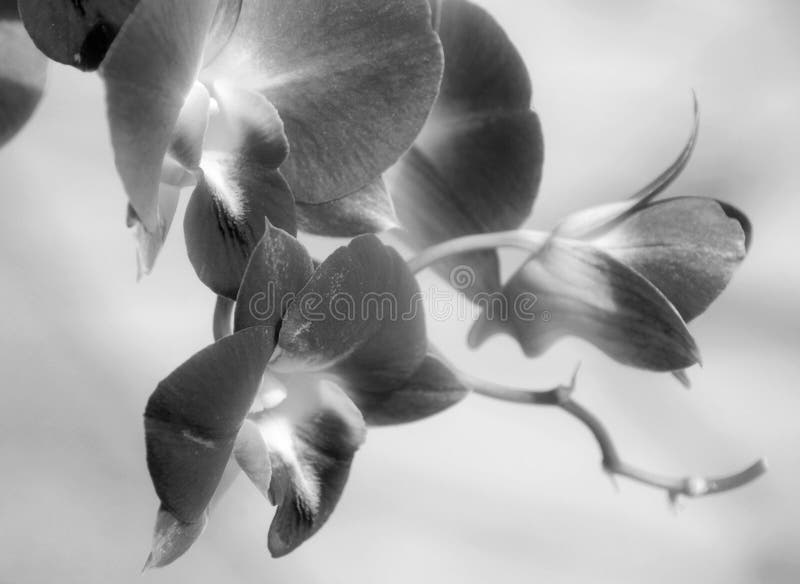 Orchid ποίηση στοκ εικόνες