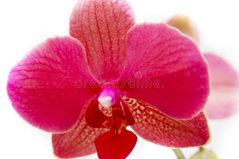 Orchidaceae