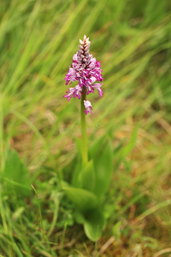 Orchidaceae Den lösa naturen av Tjeckien royaltyfria foton Orchidaceae Den lösa naturen av Tjeckien royaltyfria foton