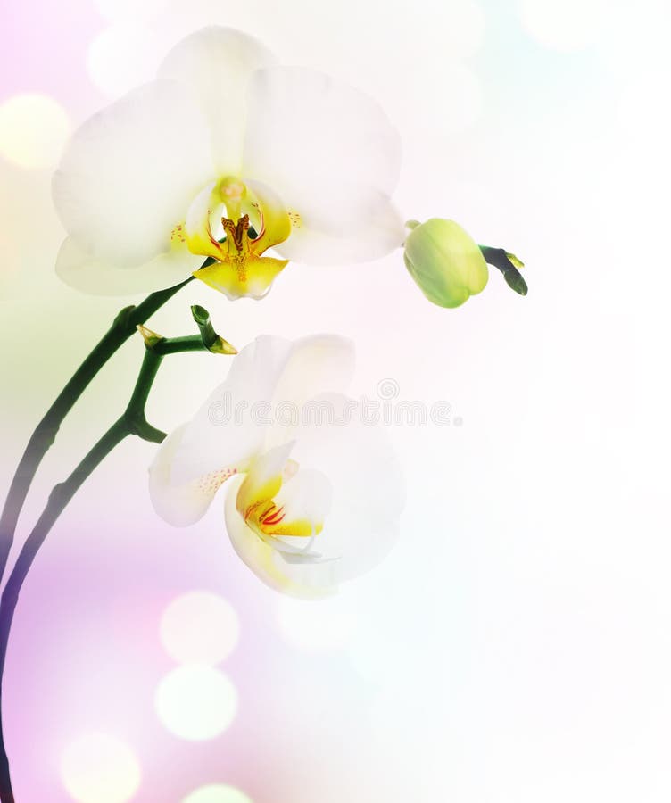 orchidea fotografia royalty free