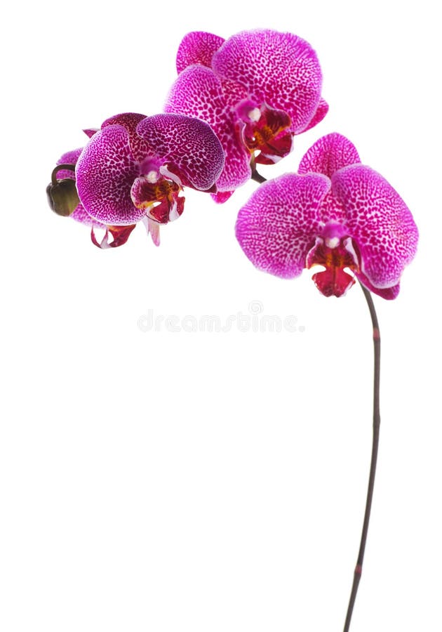 Orchidea fotografie stock libere da diritti Orchidea fotografie stock libere da diritti