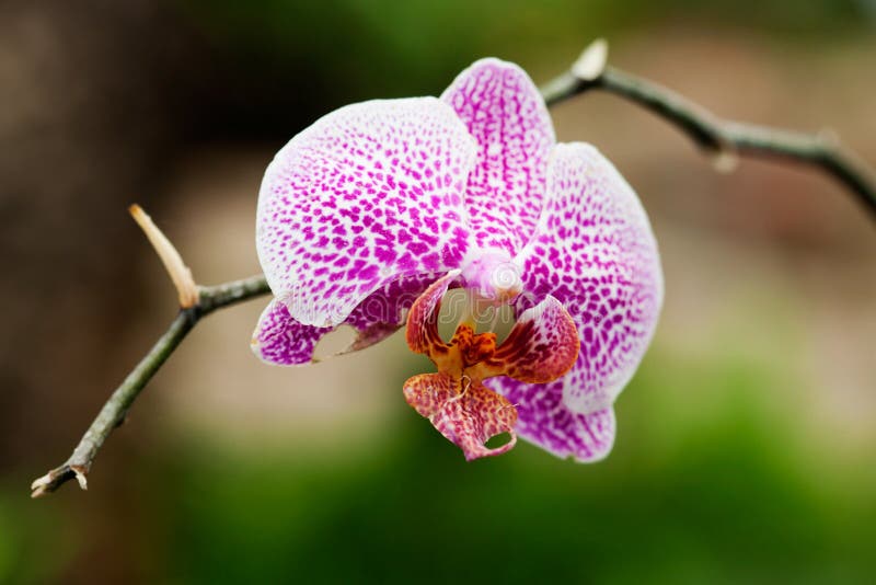 Orchidea immagine stock