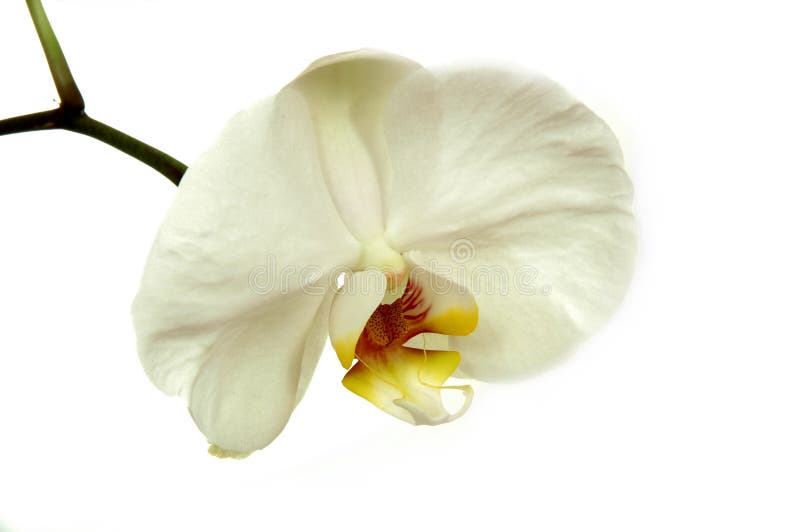 Orchidea bianca immagine stock