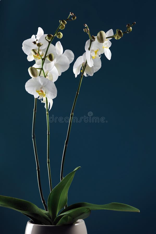 Orchidea bianca fotografie stock libere da diritti