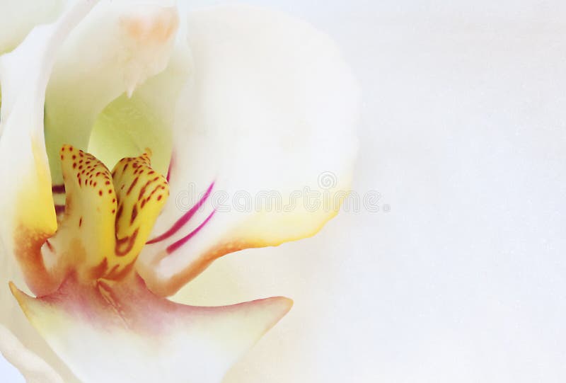 Orchidea bianca immagine stock Orchidea bianca immagine stock