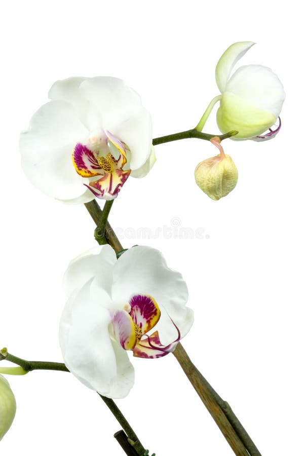 Orchidea bianca. immagine stock libera da diritti