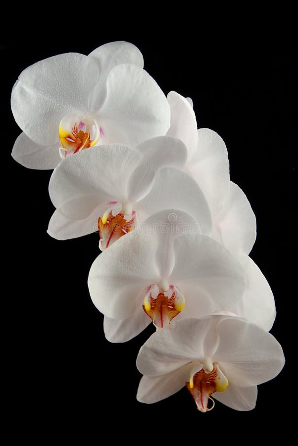 Orchidea bianca fotografia stock