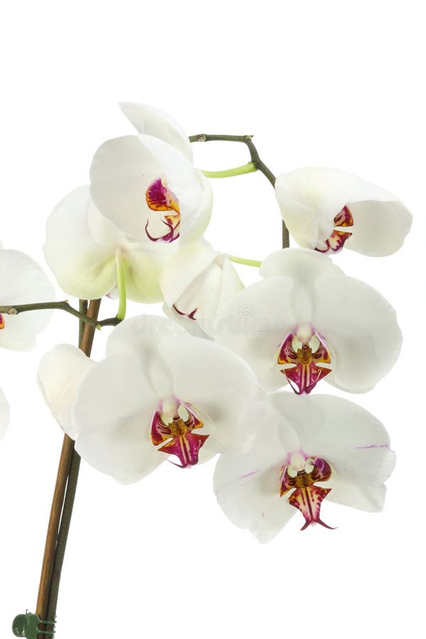 Orchidea bianca. immagine stock
