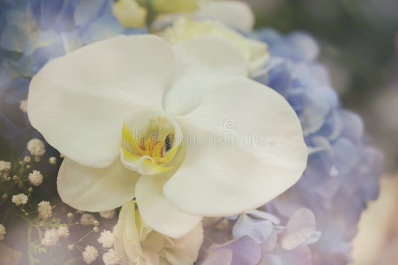 Orchidea bianca e fine blu del mazzo del fiore dell'ortensia su fotografie stock libere da diritti Orchidea bianca e fine blu del mazzo del fiore dell'ortensia su fotografie stock libere da diritti