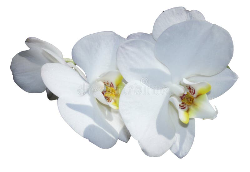 Orchidea bianca isolata fotografia stock libera da diritti