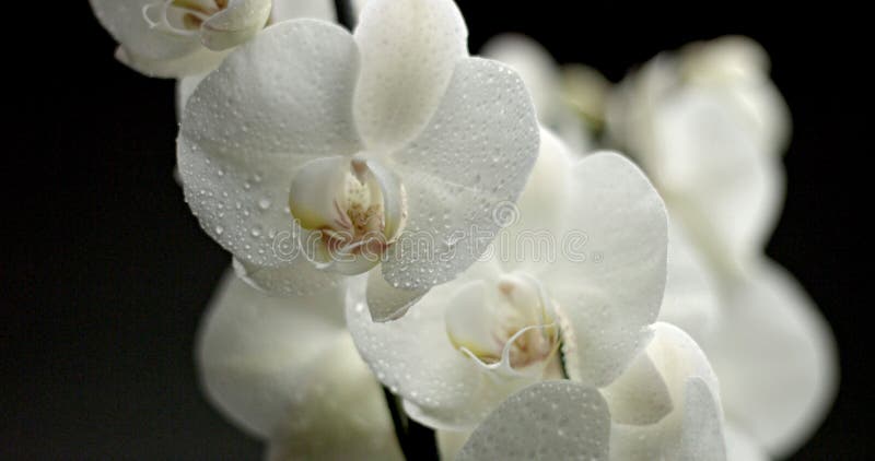 Orchidea bianca su priorità bassa nera fotografia stock libera da diritti