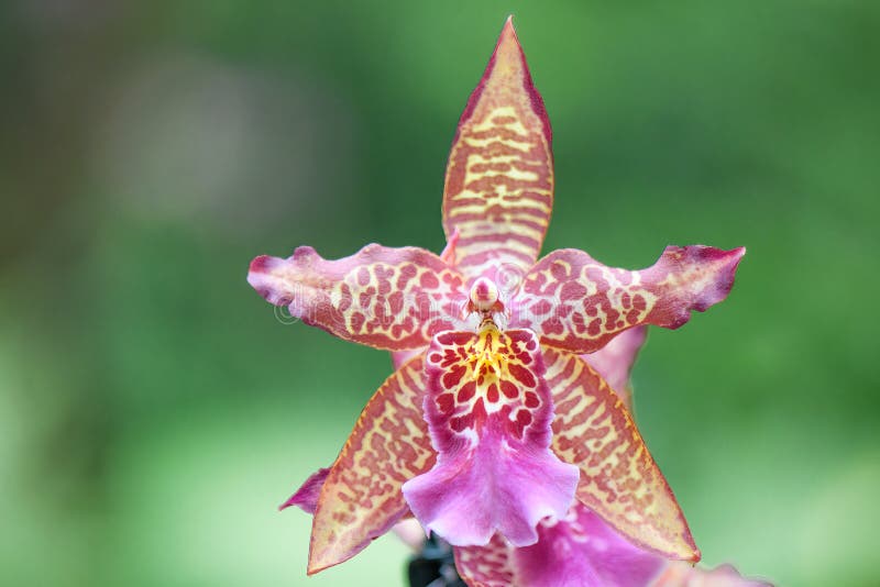 Orchidea bicolore floreale cambria bellissimo fiore maculato e di colori vivaci fotografia stock
