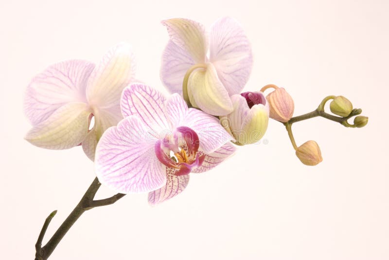 Orchidea dentellare fotografie stock
