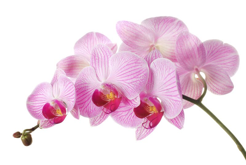 Orchidea dentellare fotografie stock