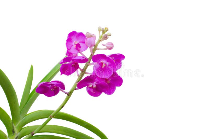 Orchidea di Vanda degli ibridi immagini stock Orchidea di Vanda degli ibridi immagini stock
