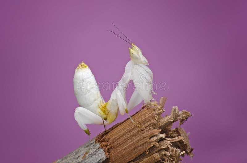 Orchidea. hymenopus coronatus obraz stock
