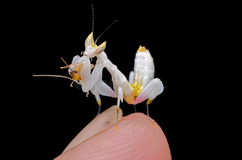 Orchidea. hymenopus coronatus fotografia stock