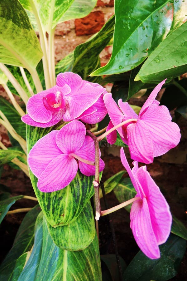 Orchidea kwiat obrazy stock Orchidea kwiat obrazy stock