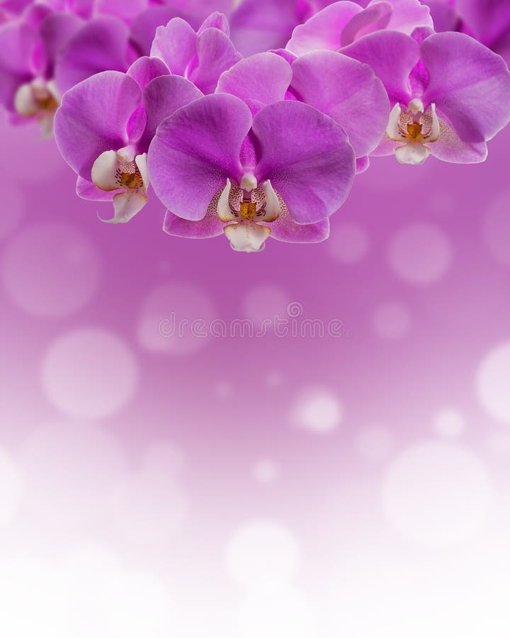 Flowers of purple orchids on a pink background with bokeh. Background, cover, postcard, design. Flowers of purple orchids on a pink background with bokeh. Background, cover, postcard, design