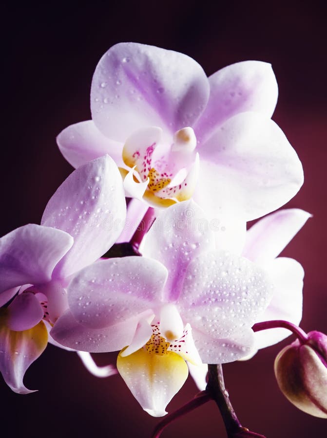 Orchidea lilla, fondo di legno d'annata, fuoco selettivo fotografia stock Orchidea lilla, fondo di legno d'annata, fuoco selettivo fotografia stock