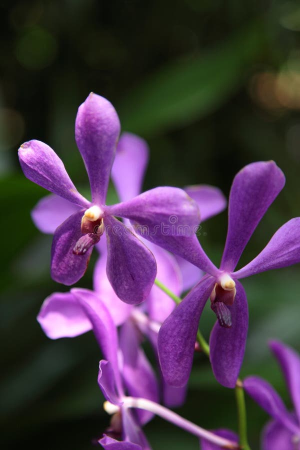 Purple color orchid in the National Orchid Garden in Botanical Gardens,Singapore. Purple color orchid in the National Orchid Garden in Botanical Gardens,Singapore.